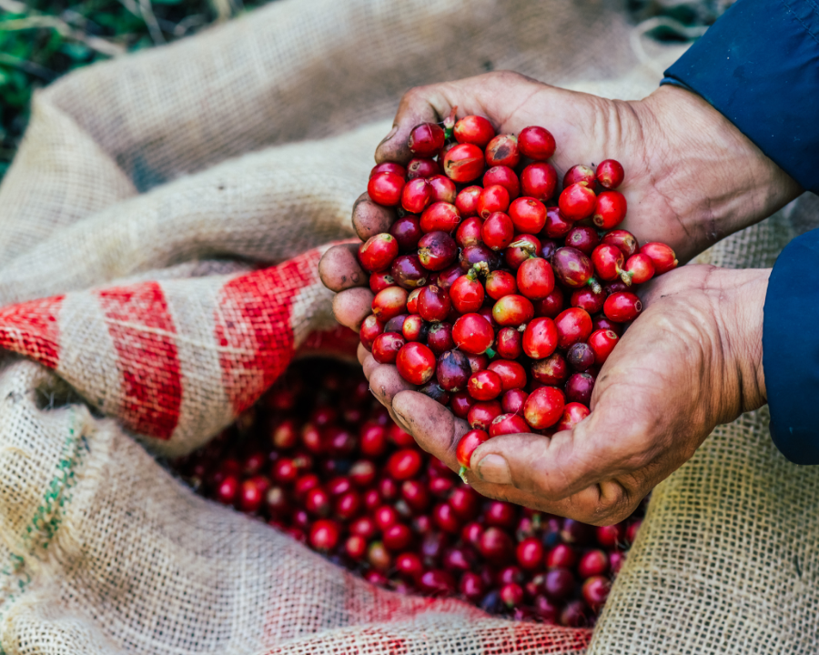 Is Coffee Fruit Safe? Your Questions Answered