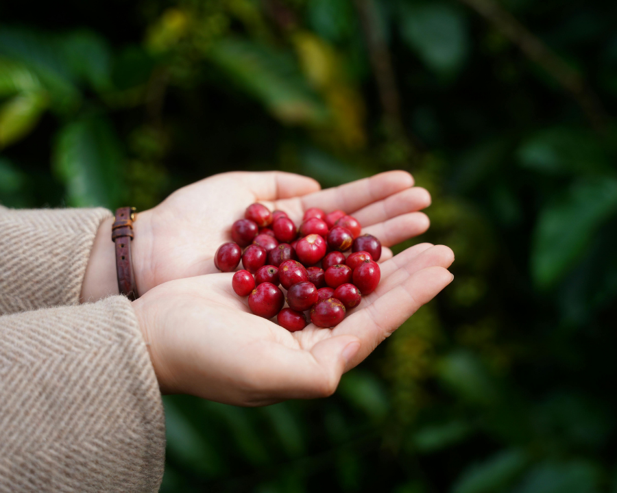 The Health Benefits of Coffee Fruit: Antioxidants, Natural Energy & More