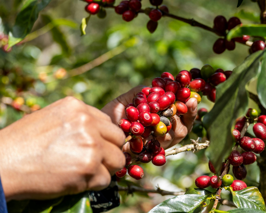 What Makes an Energy Drink Organic? Everything You Need to Know.